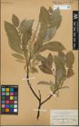 Foto von Salix glandulifera Flod. x Salix lanata L.